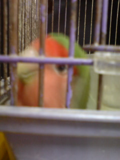 (untitled)